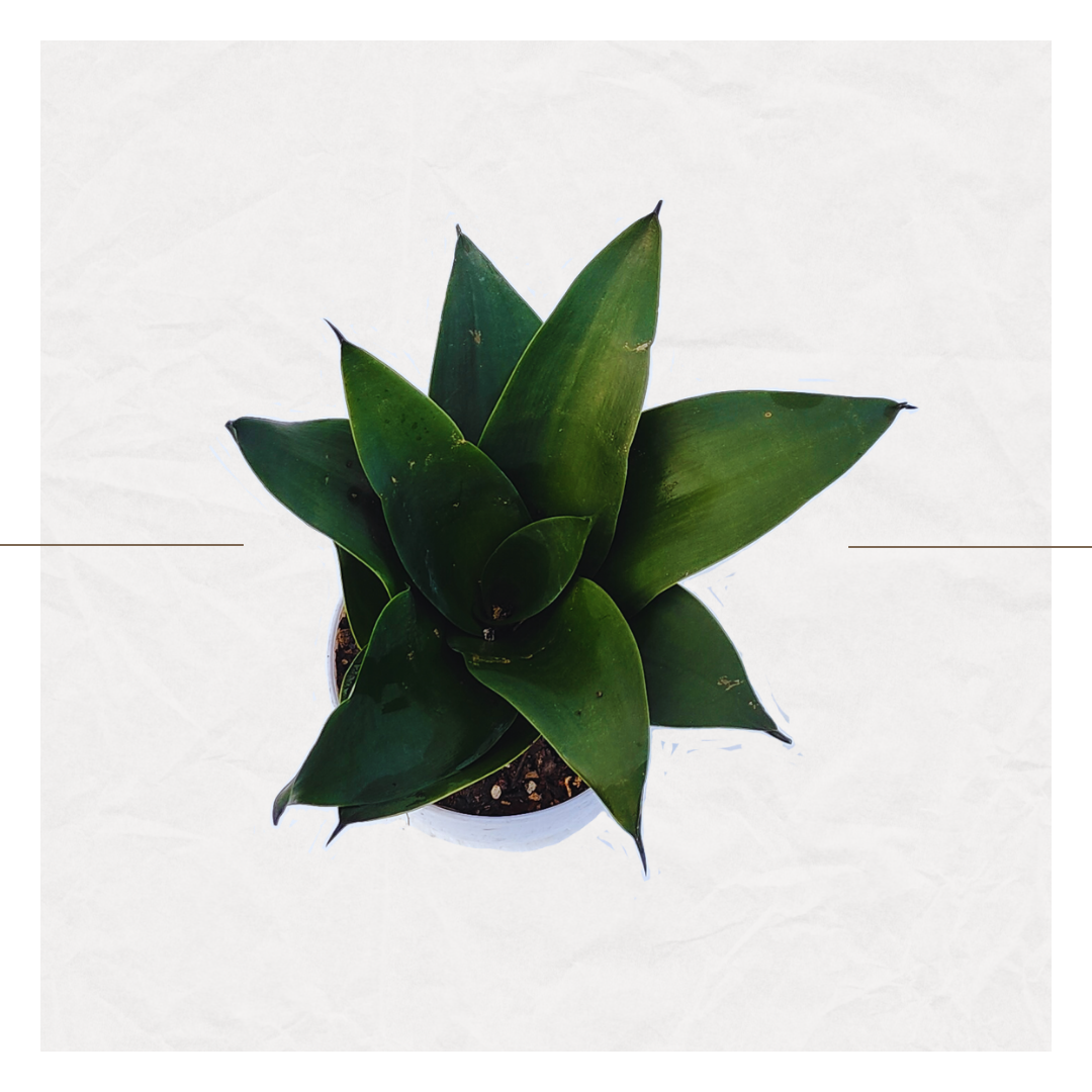Sansevieria Hahnii Dwarf - Green