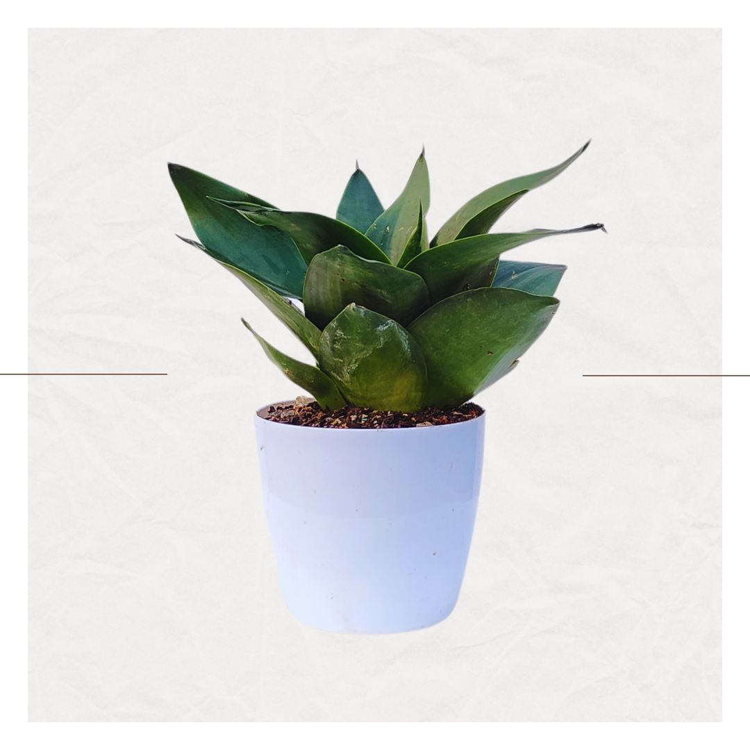 Sansevieria Hahnii Dwarf - Green