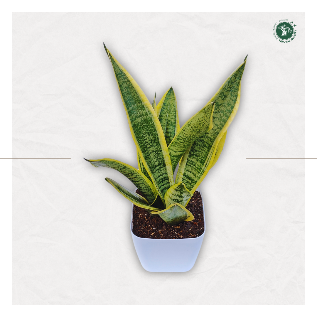 Sansevieria Superba (Snake Plant)