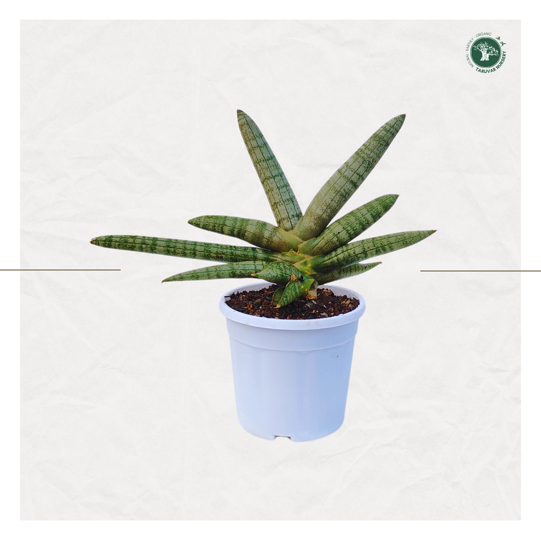 Sansevieria Boncel