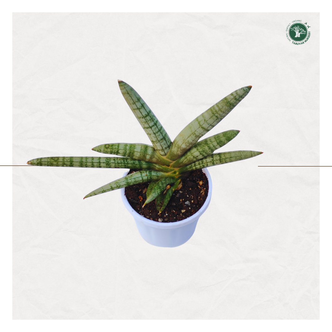 Sansevieria Boncel