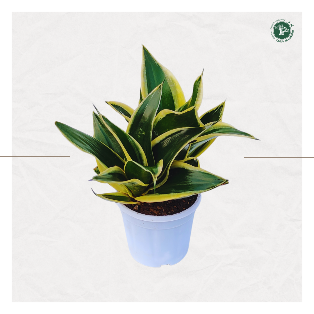 Sansevieria Hahnii - Golden