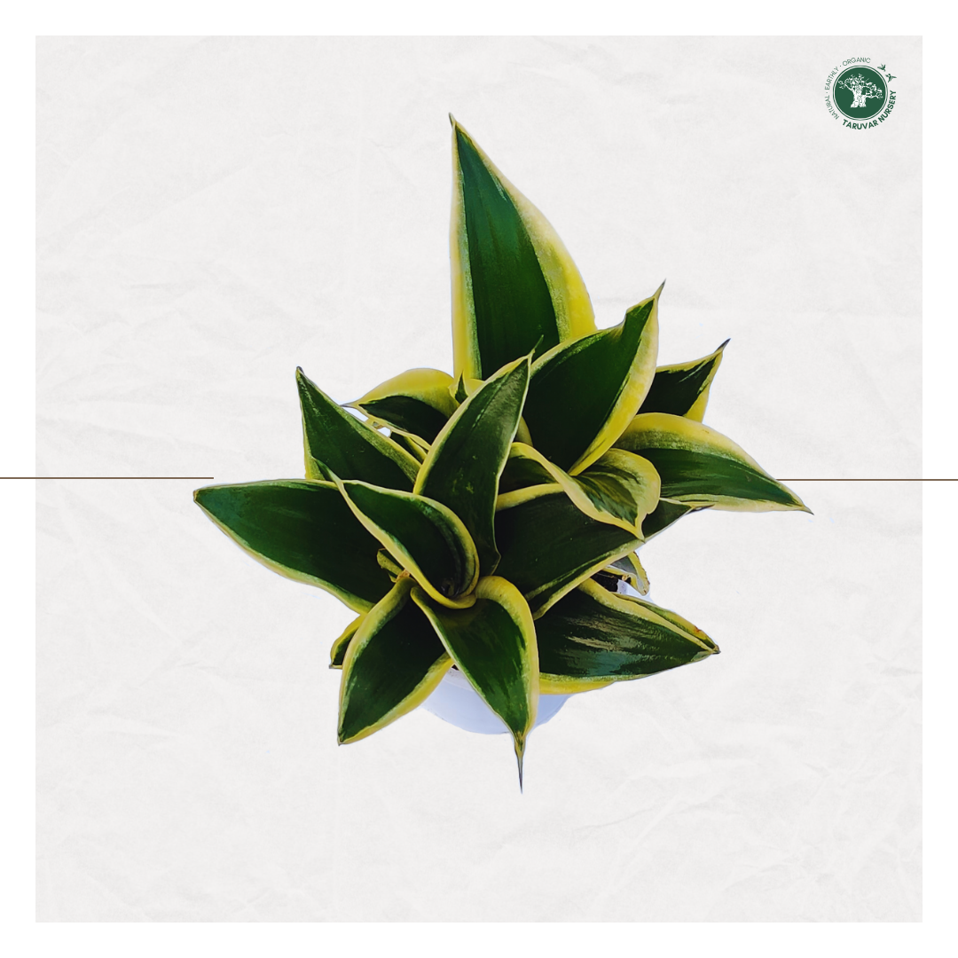 Sansevieria Hahnii - Golden