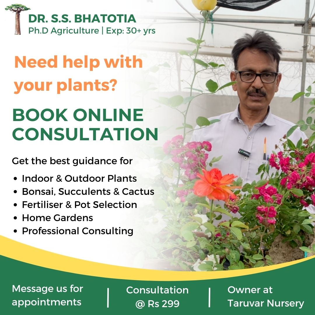 Online Consultation (20 Mins)