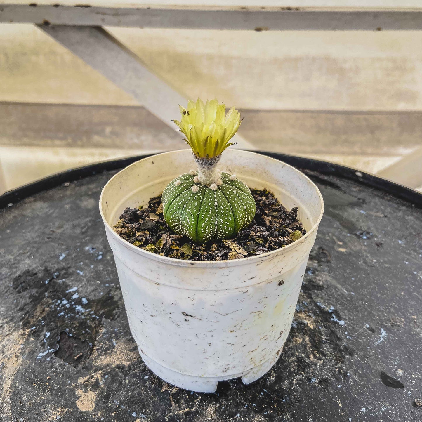 Astrophytum Asterias Cactus