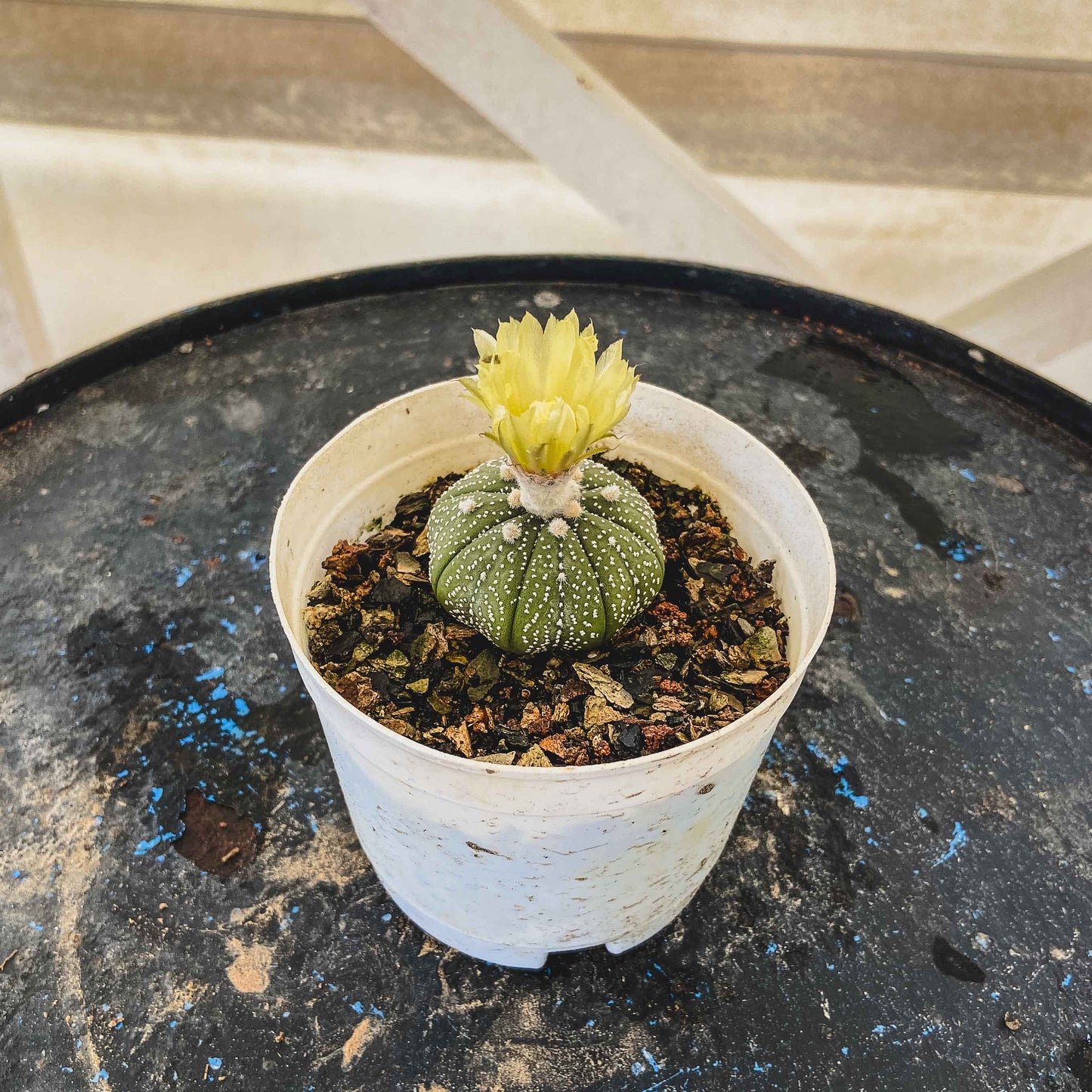 Astrophytum Asterias Cactus