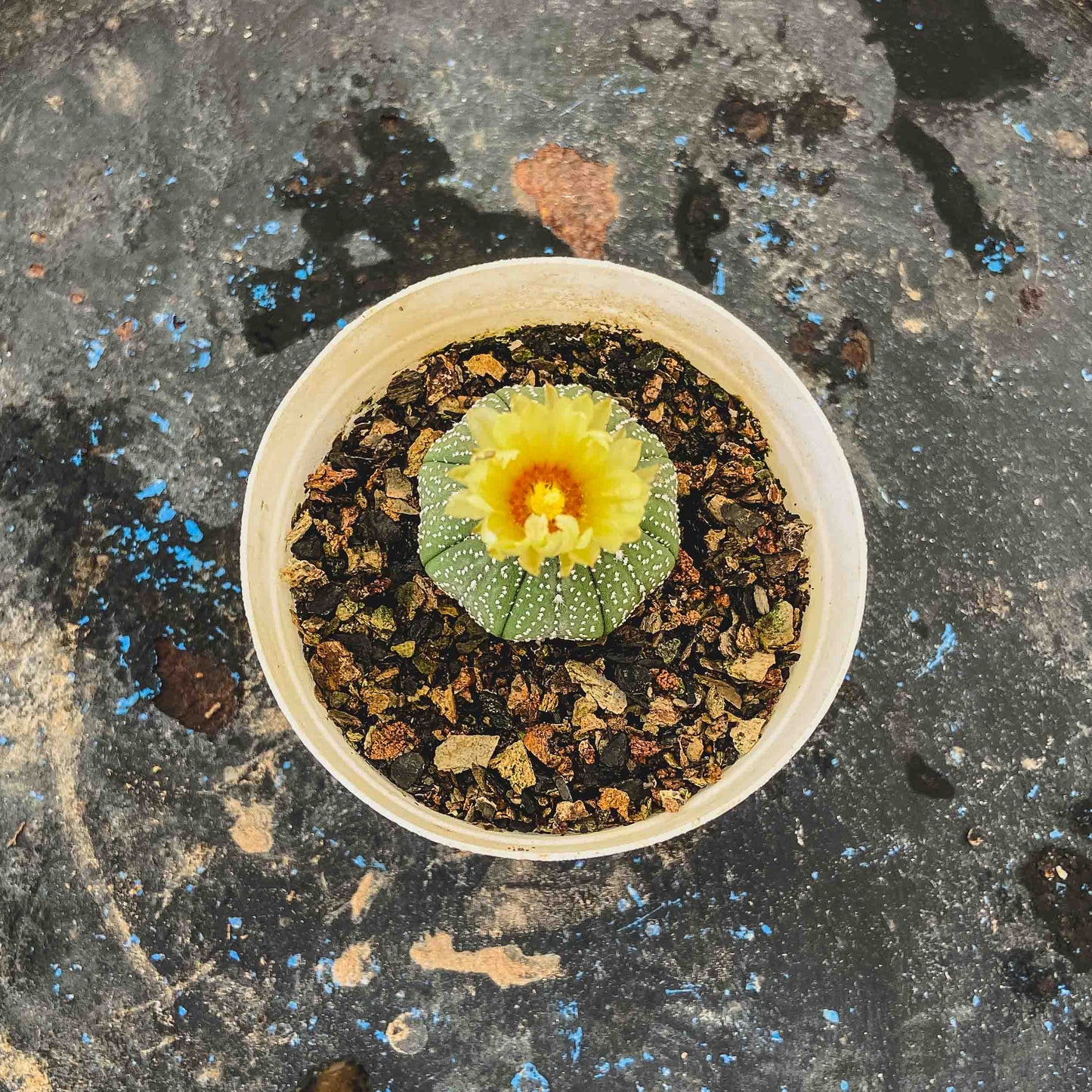 Astrophytum Asterias Cactus