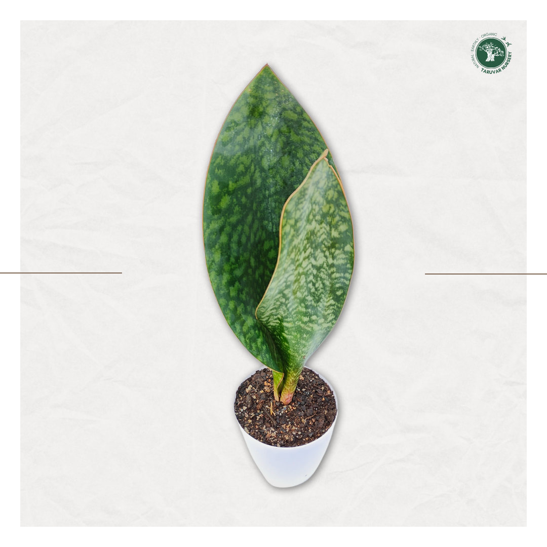 Sansevieria Whale Fin