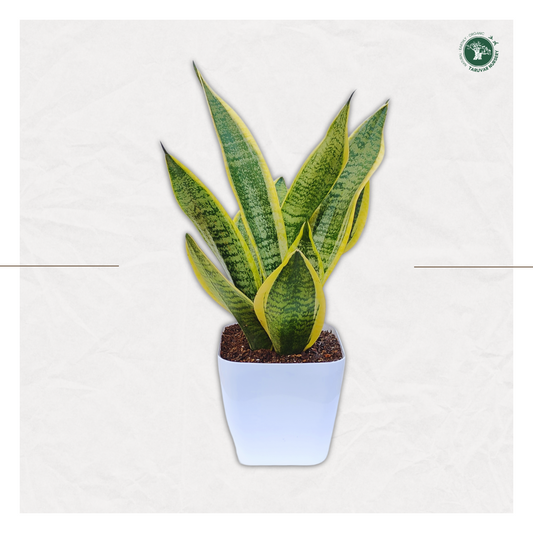 Sansevieria Superba (Snake Plant)