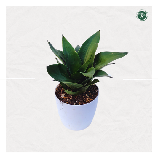 Sansevieria Hahnii Dwarf - Green