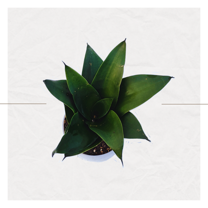 Sansevieria Hahnii Dwarf - Green