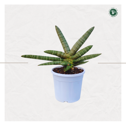 Sansevieria Boncel