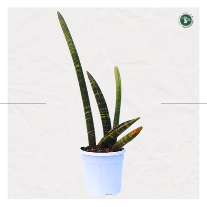 Sansevieria Cylindrica