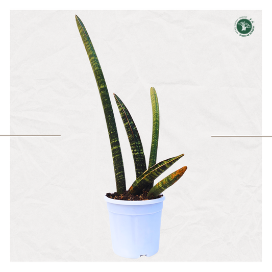Sansevieria Cylindrica