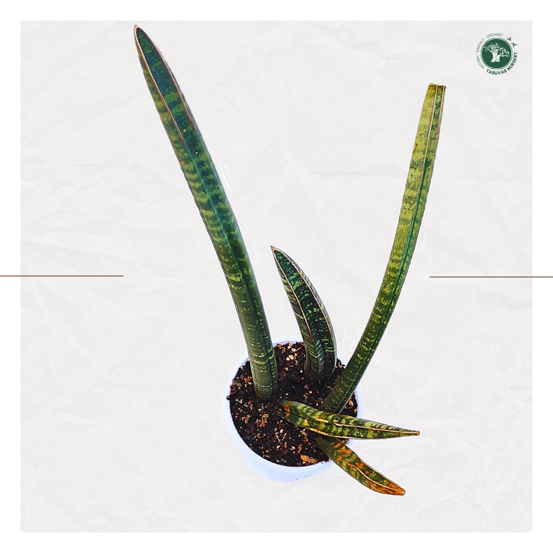Sansevieria Cylindrica