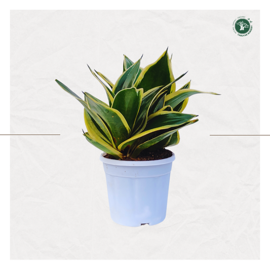 Sansevieria Hahnii - Golden