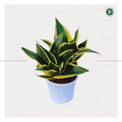 Sansevieria Hahnii - Golden