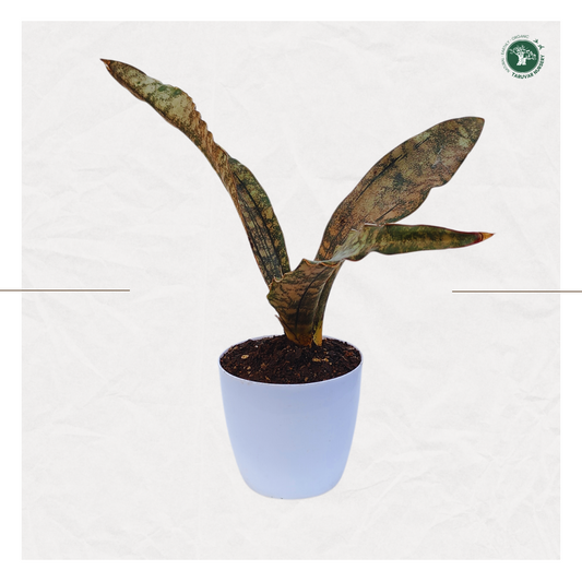 Sansevieria Kirkii - Coppertone