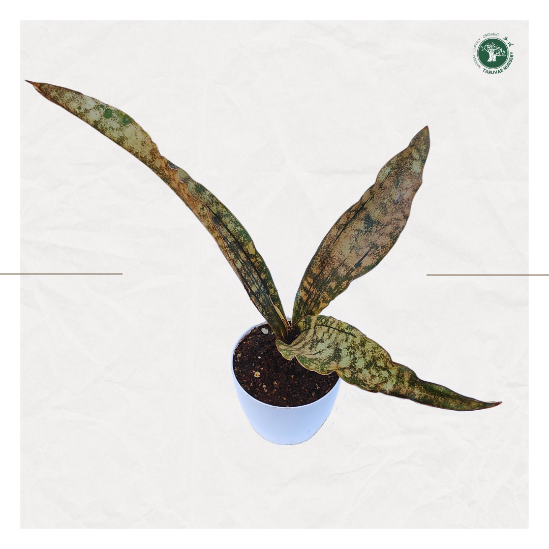 Sansevieria Kirkii - Coppertone