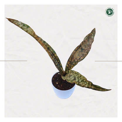 Sansevieria Kirkii - Coppertone