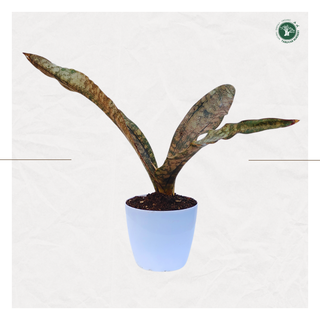 Sansevieria Kirkii - Coppertone