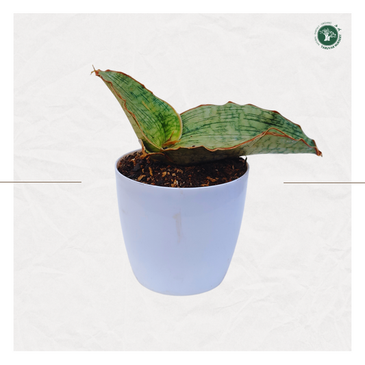 Sansevieria Kirkii - Silver Blue