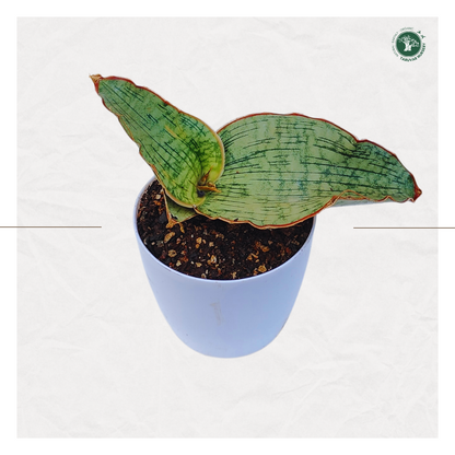 Sansevieria Kirkii - Silver Blue