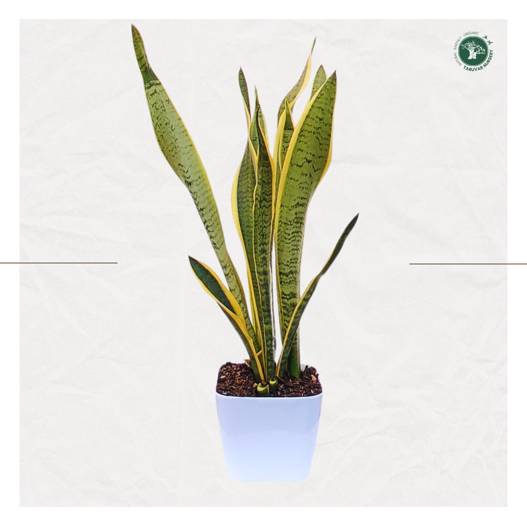Sansevieria Trifasciata Laurentii (Snake Plant)