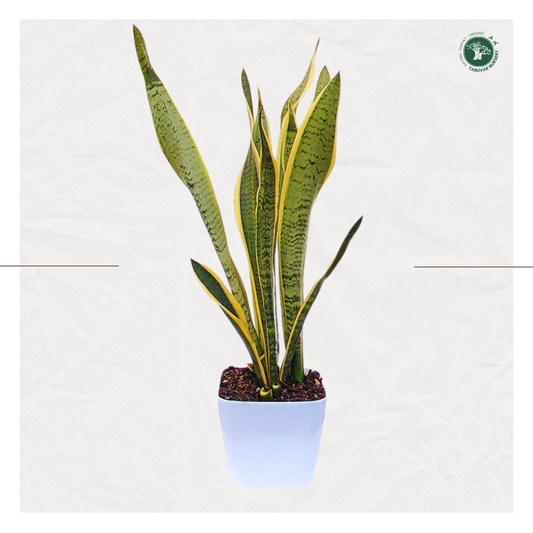 Sansevieria Trifasciata Laurentii (Snake Plant)