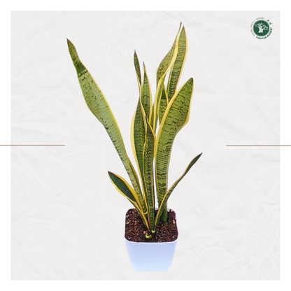 Sansevieria Trifasciata Laurentii (Snake Plant)