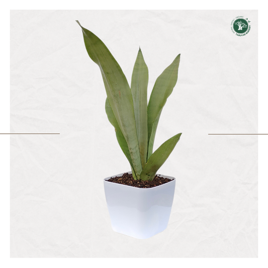 Sansevieria Moonshine (Snake Plant)