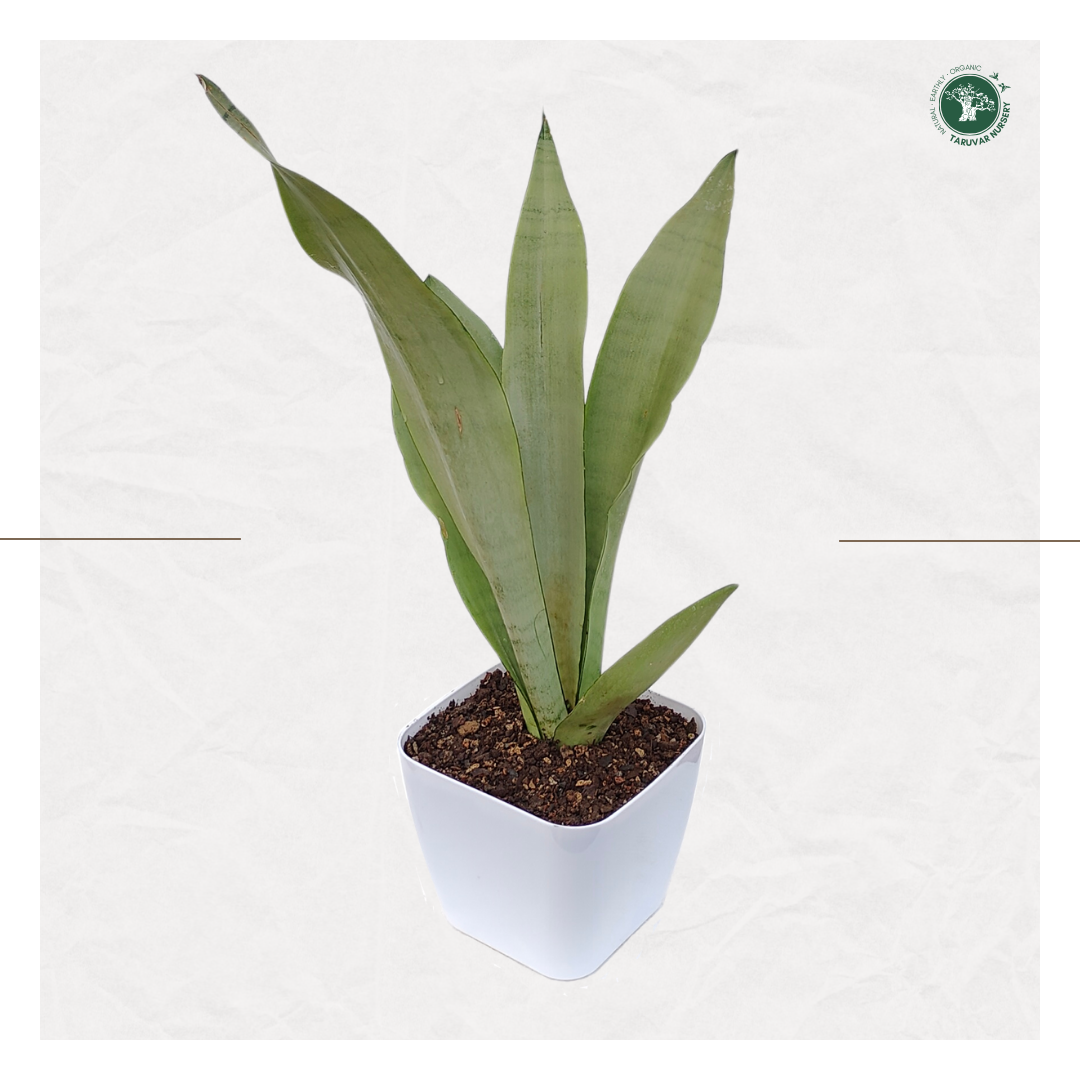 Sansevieria Moonshine (Snake Plant)