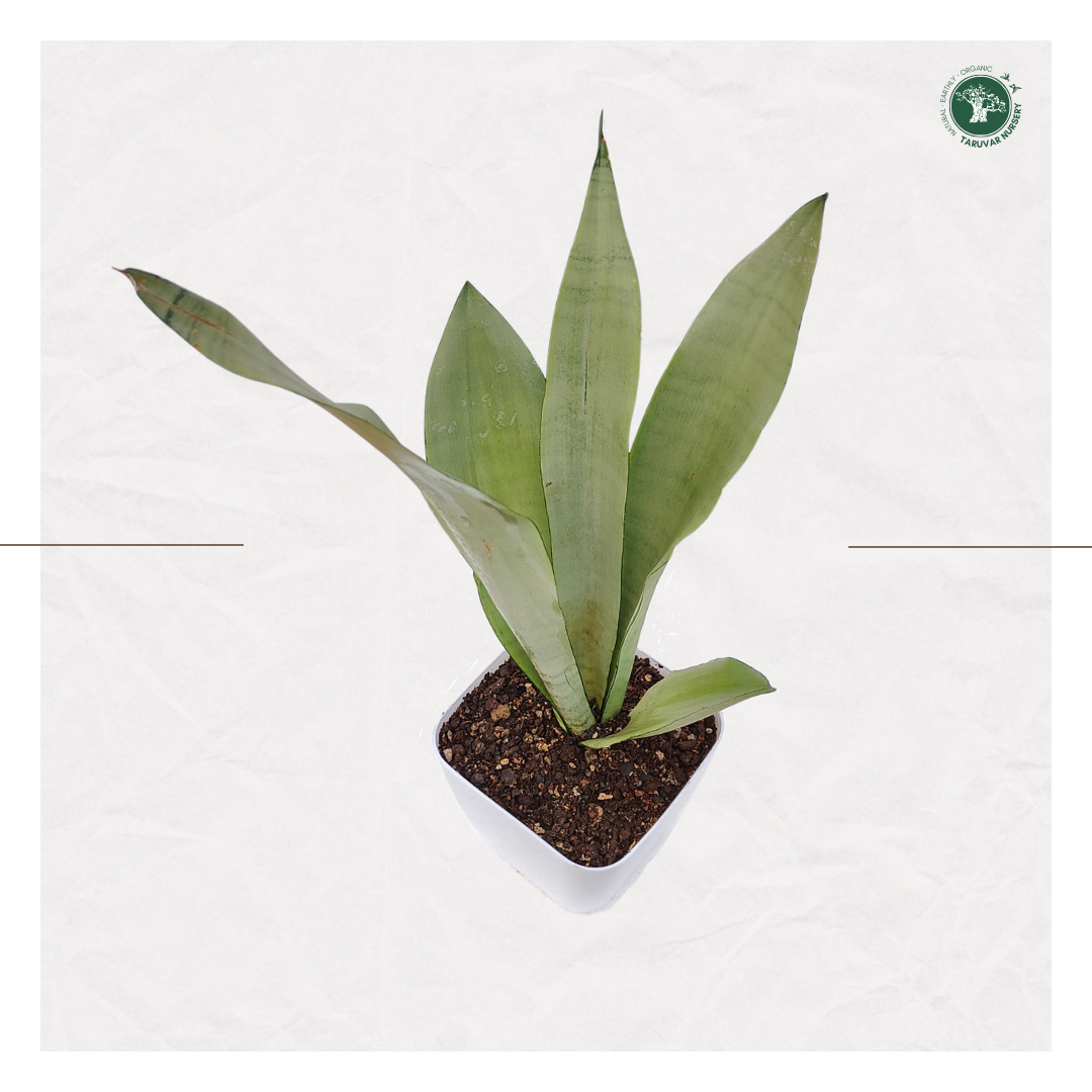 Sansevieria Moonshine (Snake Plant)