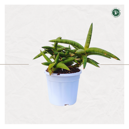 Sansevieria Suffruticosa (Blue Cone)