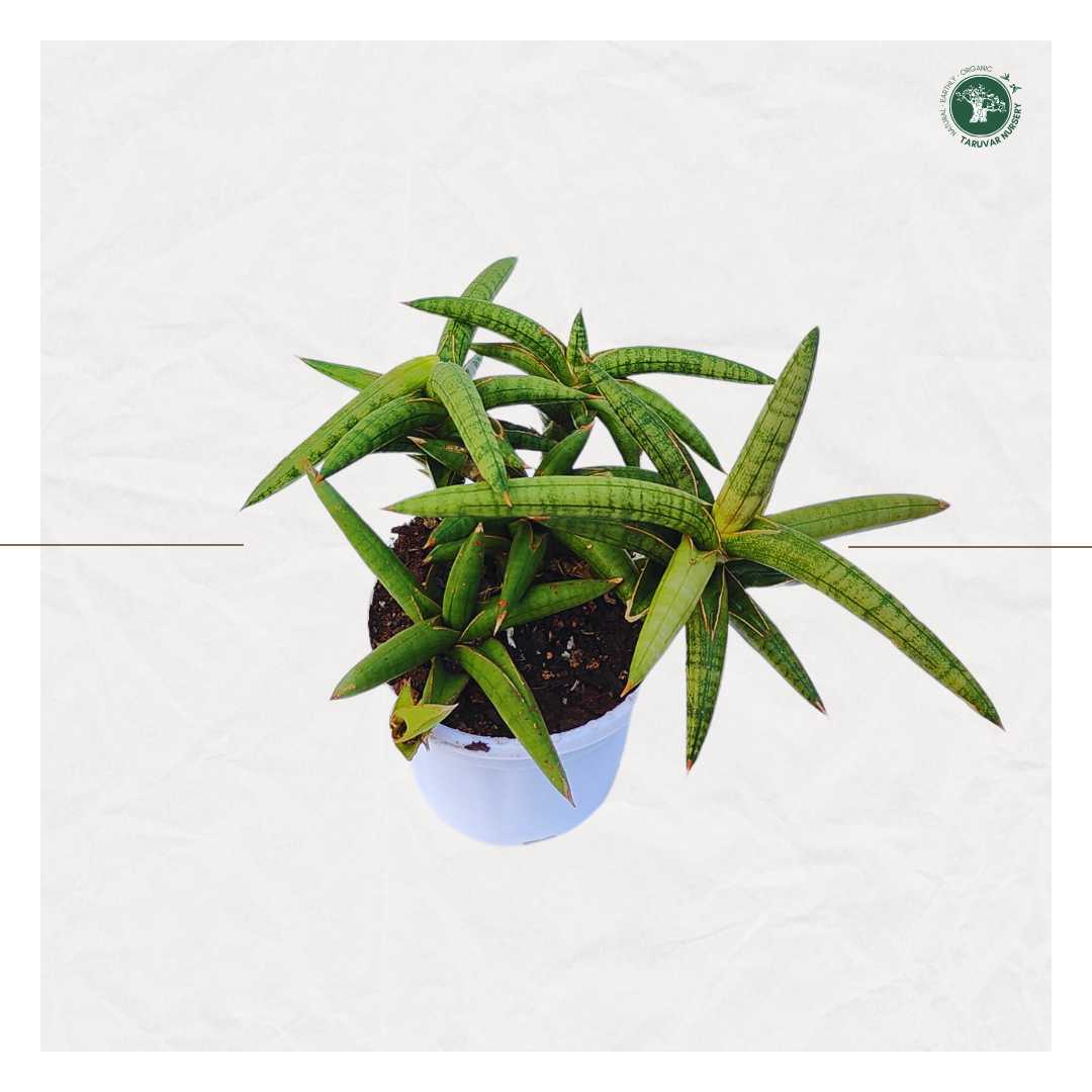 Sansevieria Suffruticosa (Blue Cone)