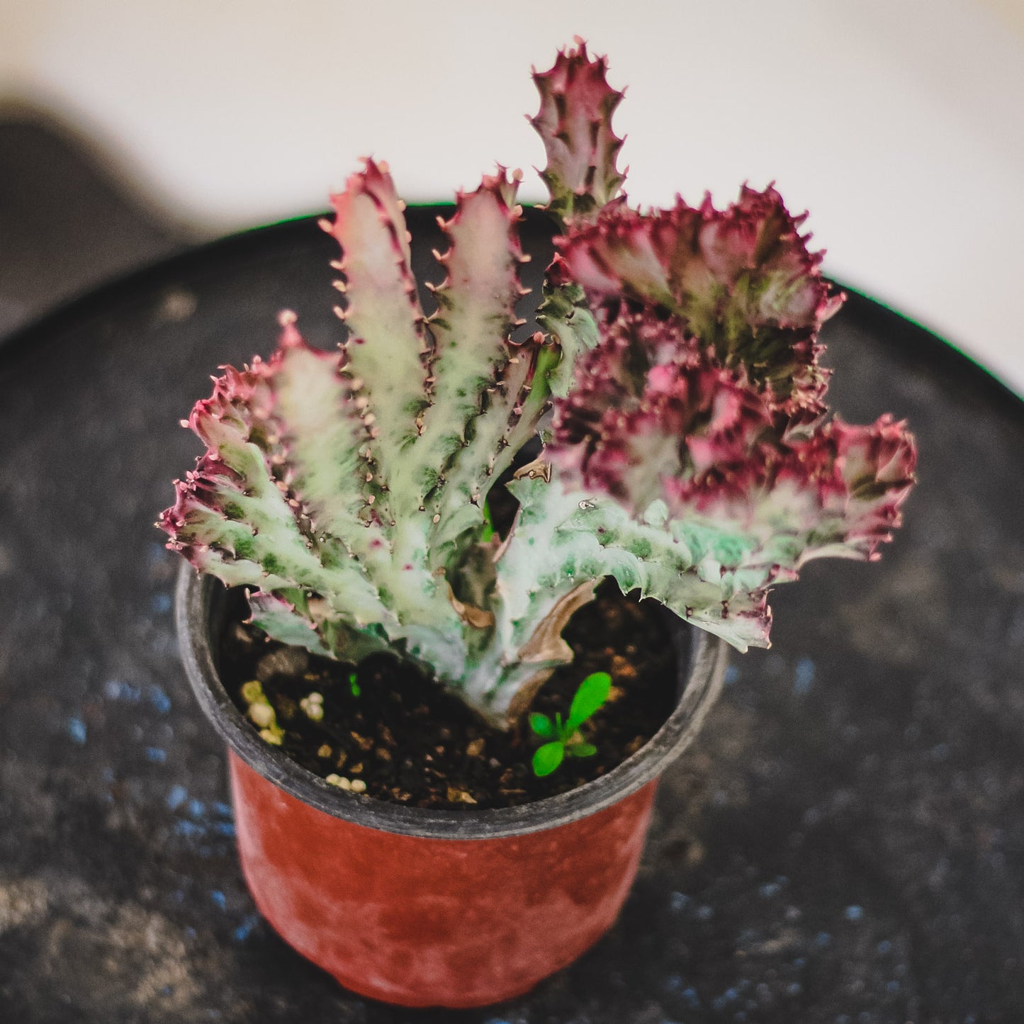 Euphorbia Lactea (Pink)