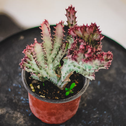 Euphorbia Lactea (Pink)