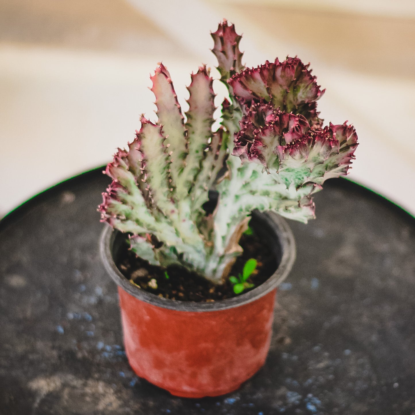Euphorbia Lactea (Pink)