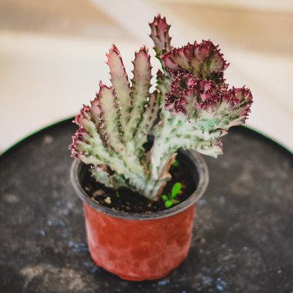 Euphorbia Lactea (Pink)