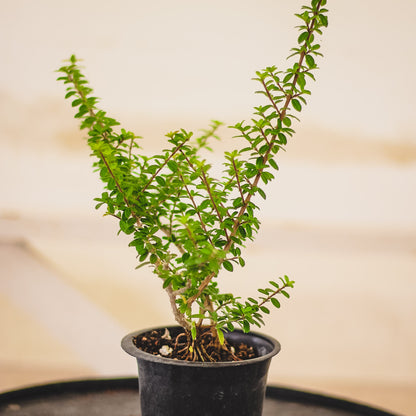Carmona Mycrophylla - Moujean Tea Plant
