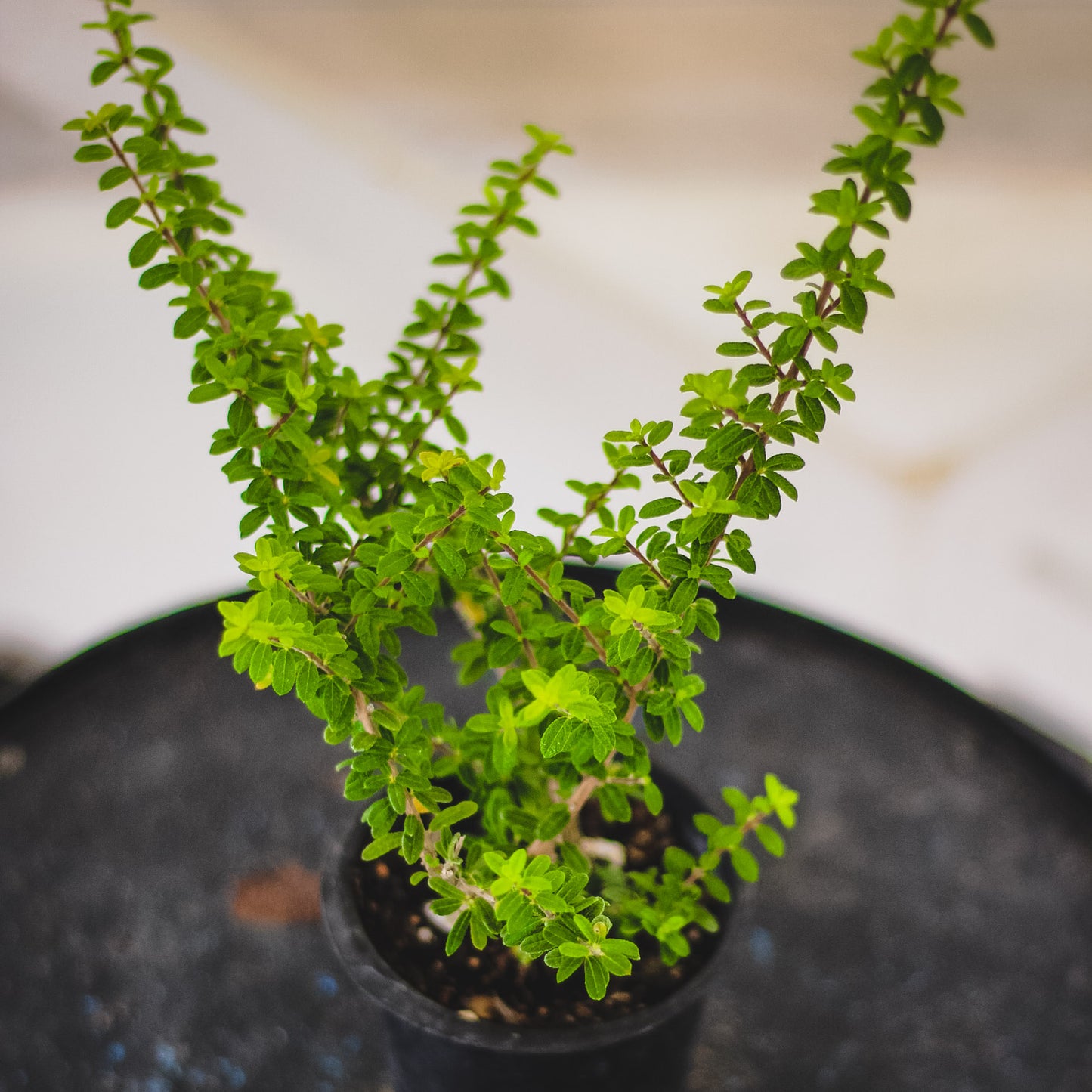 Carmona Mycrophylla - Moujean Tea Plant