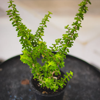 Carmona Mycrophylla - Moujean Tea Plant