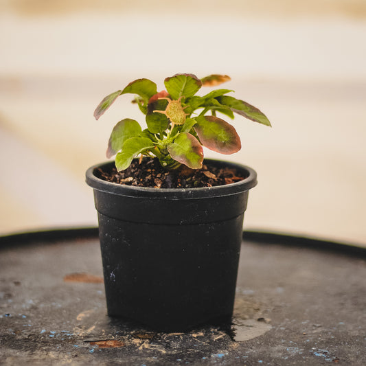 Dorstenia