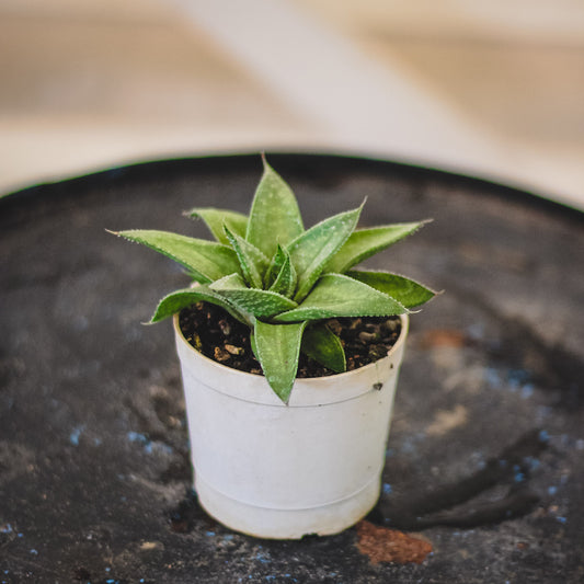 Aloe