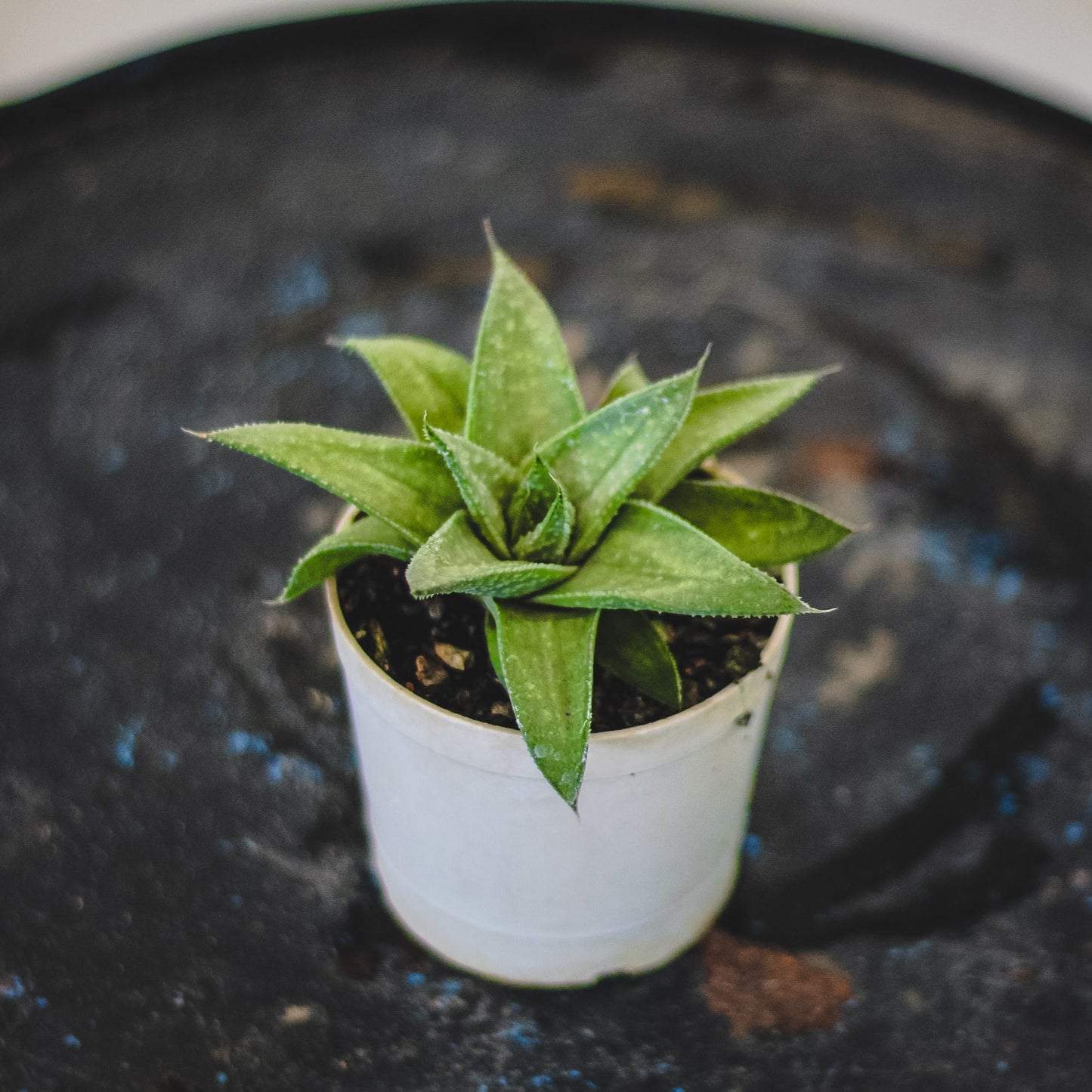 Aloe