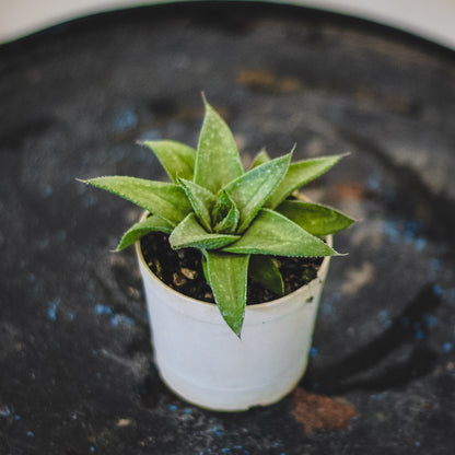 Aloe