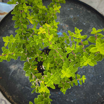Carmona Mycrophylla - Moujean Tea Plant