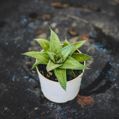 Aloe