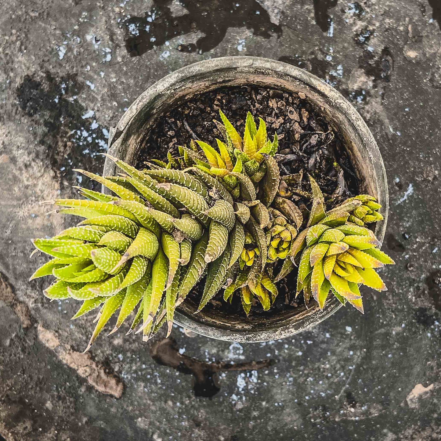 Haworthia
