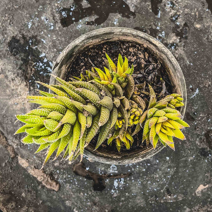 Haworthia